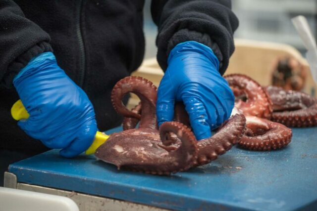 pfinales-01-cefalopodos-pata-pulpo-vacio-01