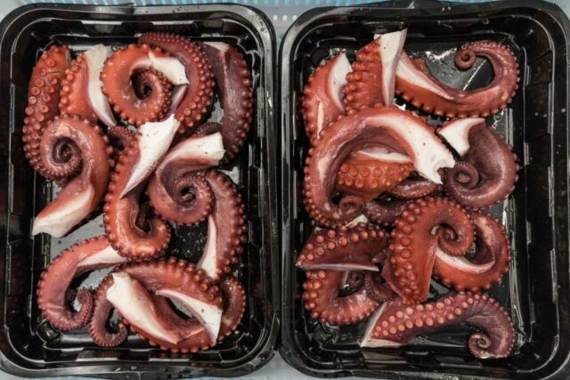 pfinales-01-cefalopodos-pata-pulpo-vacio-02