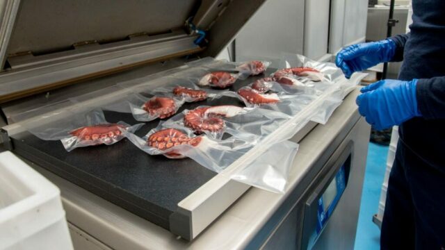 pfinales-01-cefalopodos-pata-pulpo-vacio-03