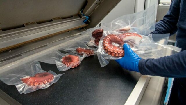 pfinales-01-cefalopodos-pata-pulpo-vacio-04