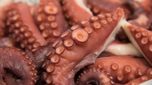 pfinales-01-cefalopodos-pata-pulpo-vacio-05