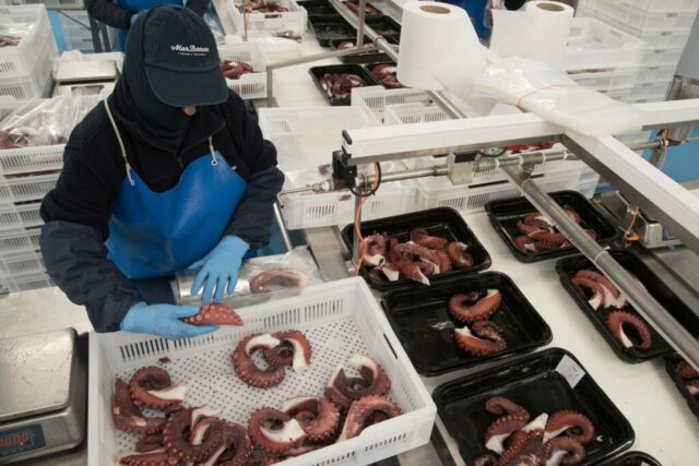 pfinales-01-cefalopodos-pata-pulpo-vacio-06